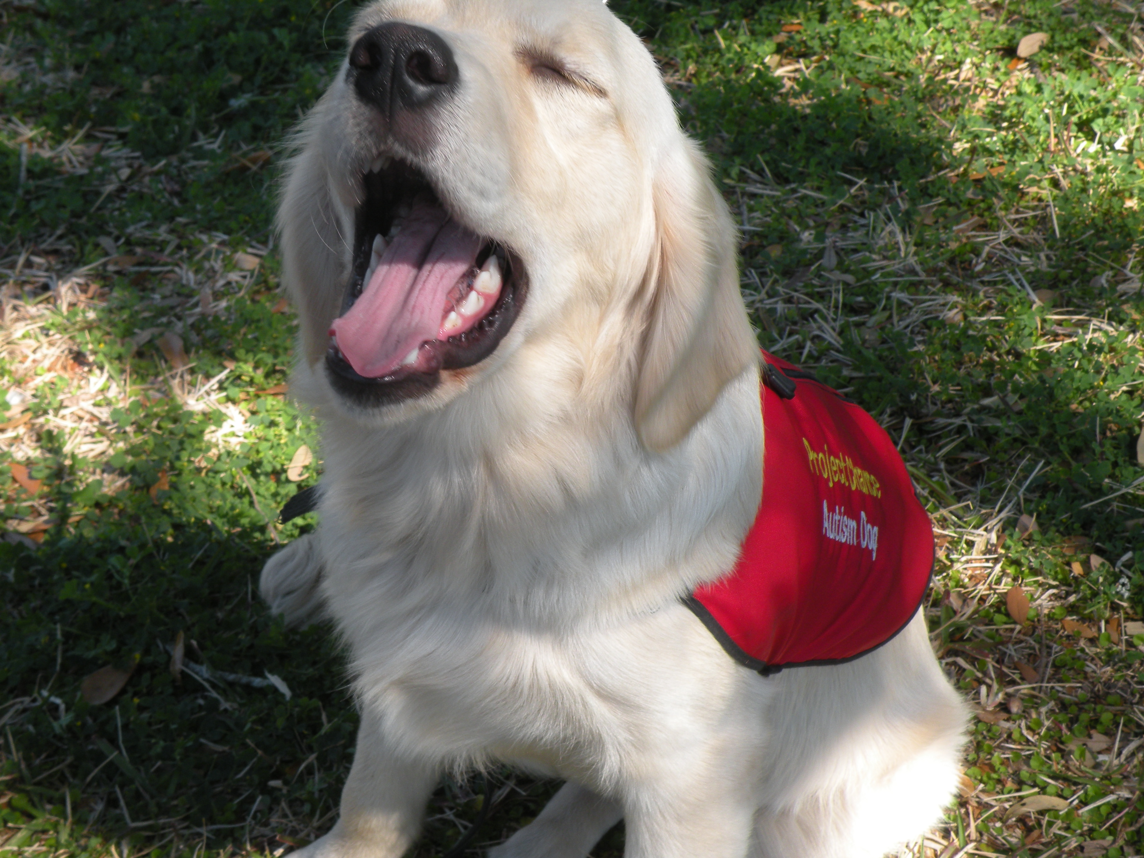 autism service dog puppy